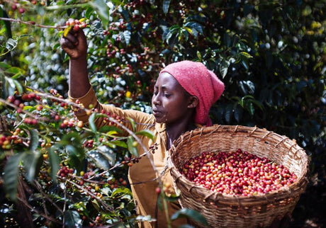 ZUSH Coffee - Specialty Coffee Beans , 100% Arabica, Batch Roasted. BRAZIL RIO BRILHANTE CherryAffairs